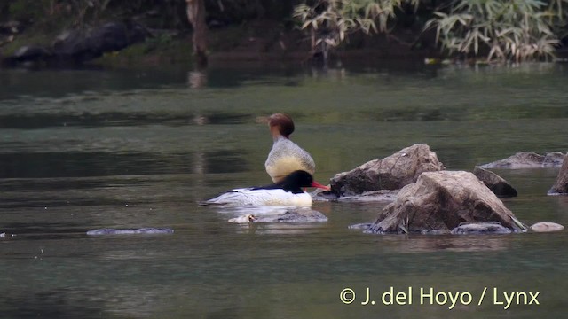 Scaly-sided Merganser - ML201471871