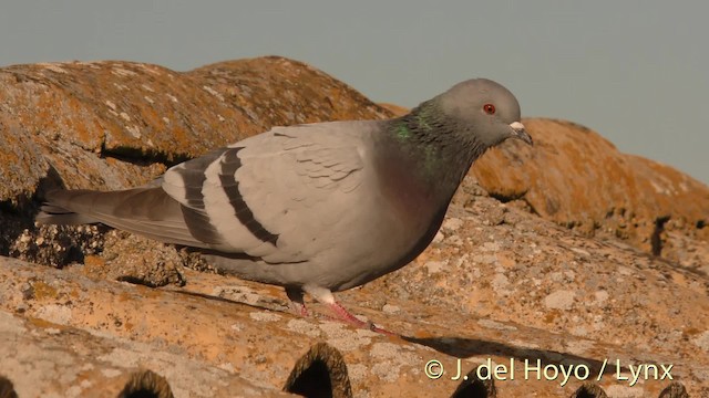 Rock Pigeon - ML201471881