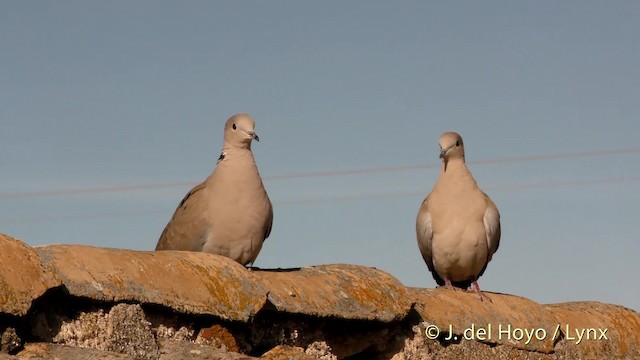 灰斑鳩 - ML201471891