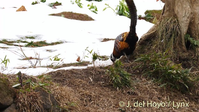 Reeves's Pheasant - ML201471921