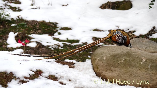 Reeves's Pheasant - ML201471931