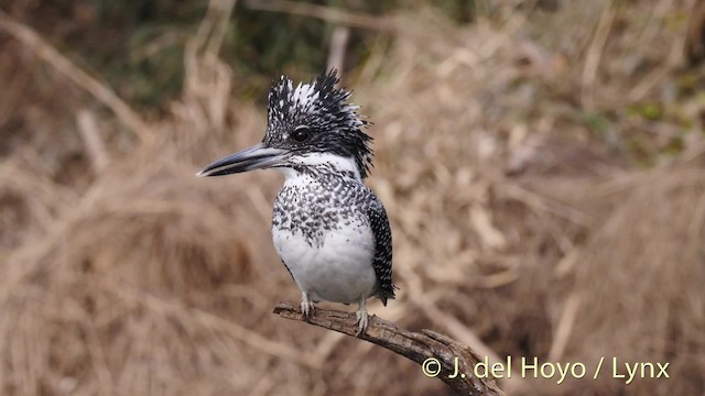 Crested Kingfisher - ML201471941