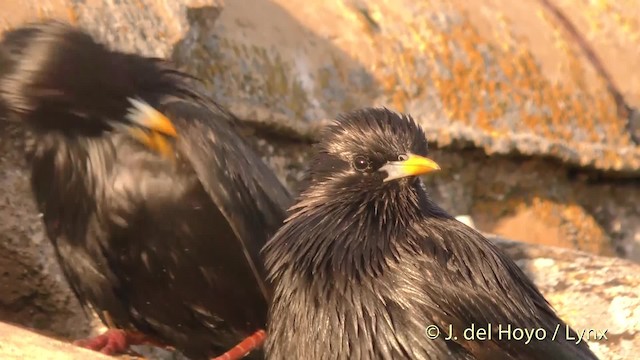 Spotless Starling - ML201471961