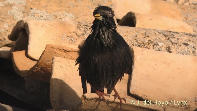 Spotless Starling - ML201471971