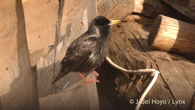 Spotless Starling - ML201471981