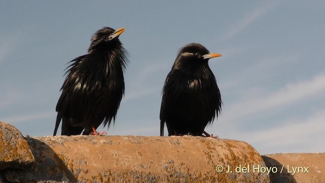 Spotless Starling - ML201471991