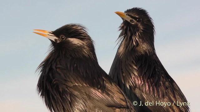 Spotless Starling - ML201472001