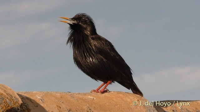 Spotless Starling - ML201472011