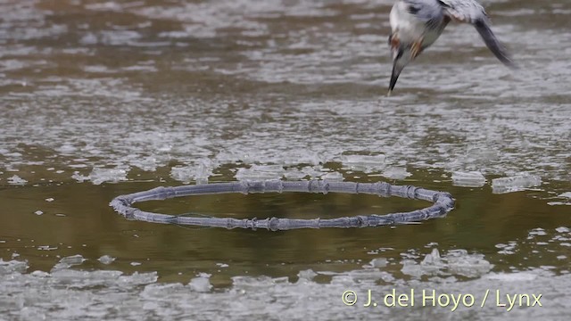 Crested Kingfisher - ML201472031