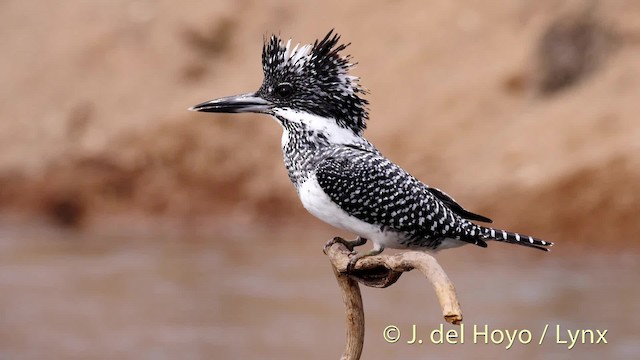 Crested Kingfisher - ML201472041