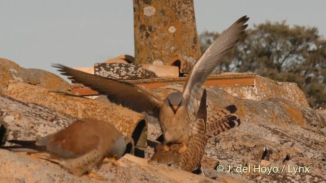 Lesser Kestrel - ML201472051