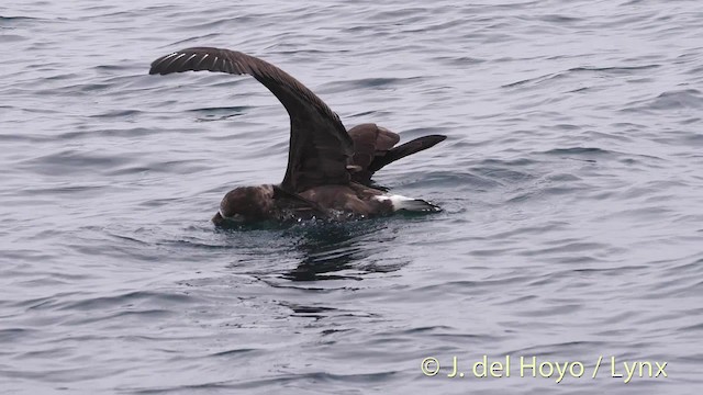 albatros černonohý - ML201472081