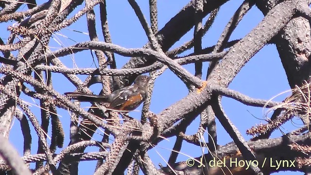 Spotted Towhee (oregonus Group) - ML201472191