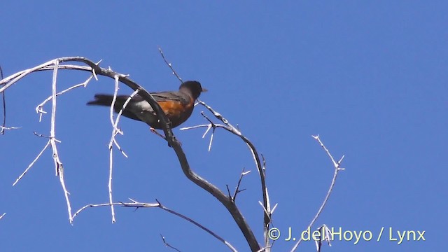 American Robin (migratorius Group) - ML201472201