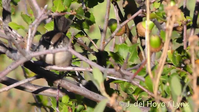 Bewick's Wren (spilurus Group) - ML201472211