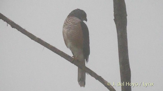 African Goshawk (Banded) - ML201472231