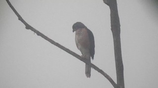  - African Goshawk (Banded)