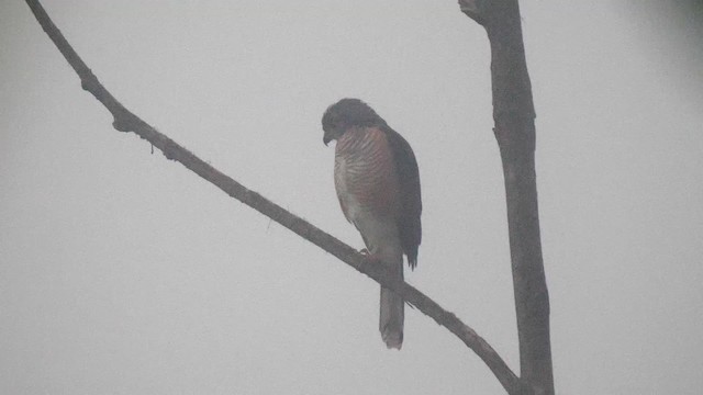 African Goshawk (Banded) - ML201472241