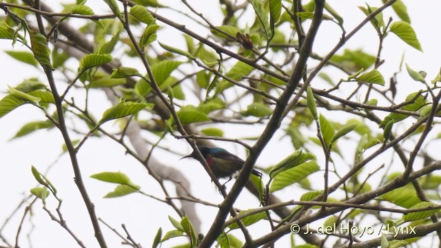 Olive-bellied Sunbird - ML201472271