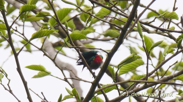 Olive-bellied Sunbird - ML201472281