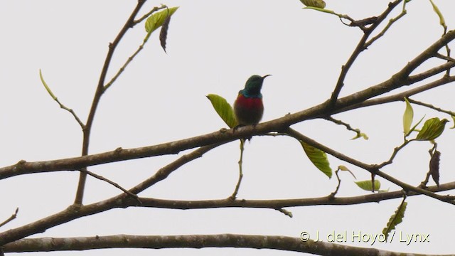 Olive-bellied Sunbird - ML201472291