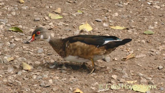 Wood Duck - ML201472351