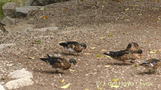 Wood Duck - ML201472361