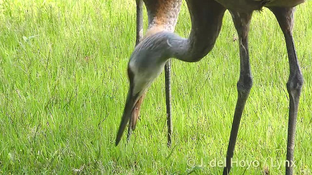 Sandhill Crane (tabida/rowani) - ML201472391