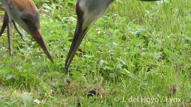 Sandhill Crane (tabida/rowani) - ML201472401