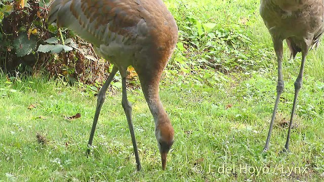 Sandhill Crane (tabida/rowani) - ML201472411