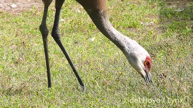 Sandhill Crane (tabida/rowani) - ML201472431