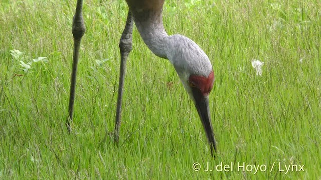 Sandhill Crane (tabida/rowani) - ML201472441