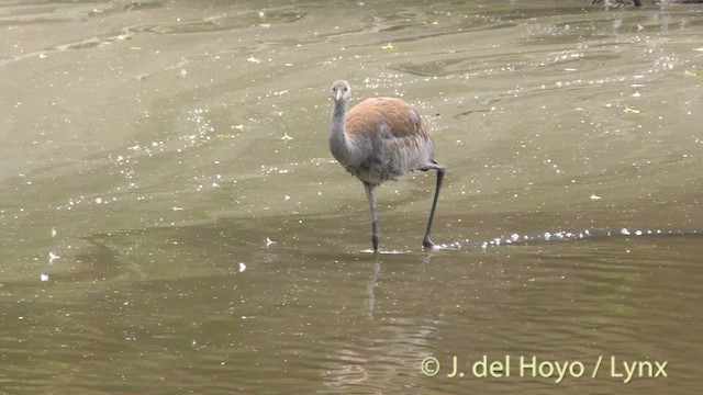 Sandhill Crane (tabida/rowani) - ML201472451