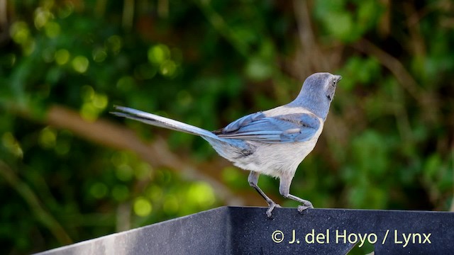 Florida Scrub-Jay - ML201472461