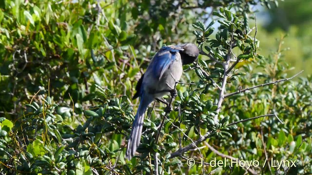 Florida Scrub-Jay - ML201472471