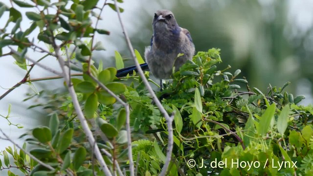 Florida Scrub-Jay - ML201472481