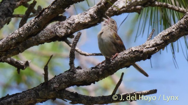 Bachman's Sparrow - ML201472501