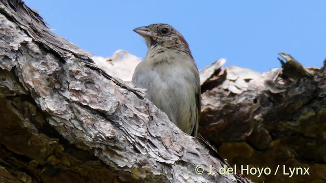 Bachman's Sparrow - ML201472511