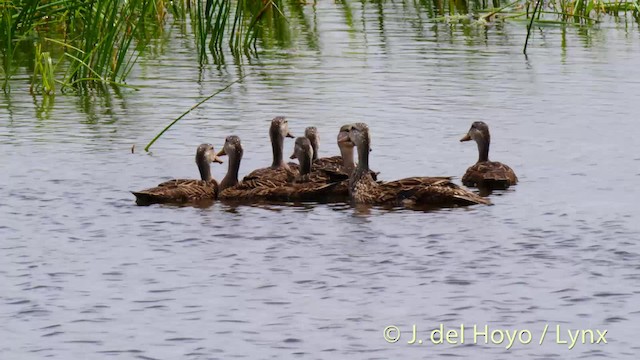 kachna pobřežní (ssp. fulvigula) - ML201472521