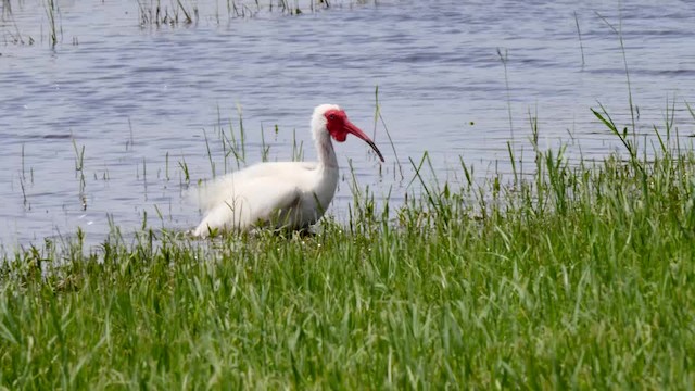 ibis bílý - ML201472551