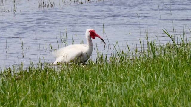 White Ibis - ML201472551