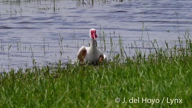 Ibis blanc - ML201472561