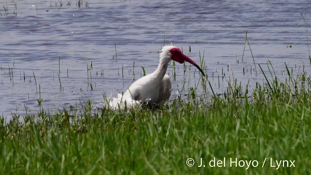 Ibis blanc - ML201472571