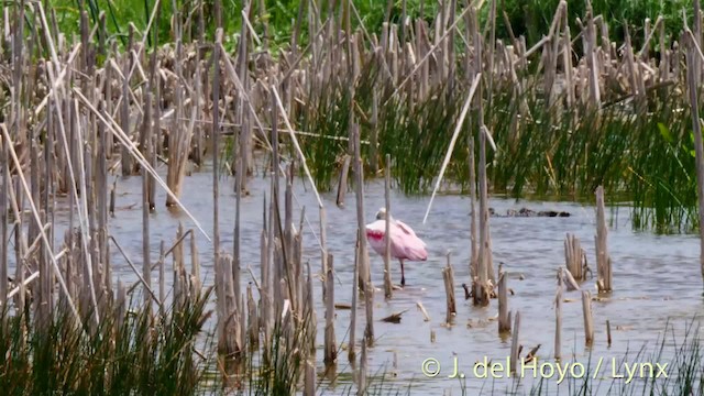 Roseate Spoonbill - ML201472581