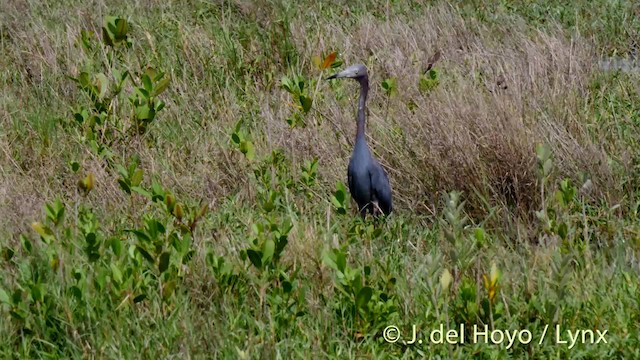 Little Blue Heron - ML201472591