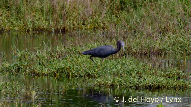 Little Blue Heron - ML201472601