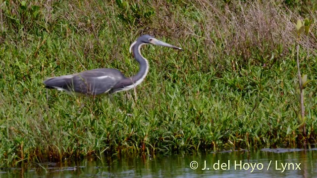 Tricolored Heron - ML201472611