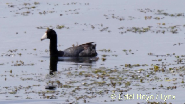 American Coot - ML201472621