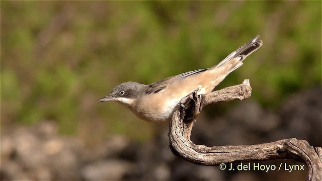 Western Orphean Warbler - ML201472641