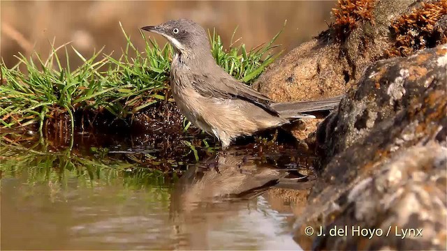 Western Orphean Warbler - ML201472651